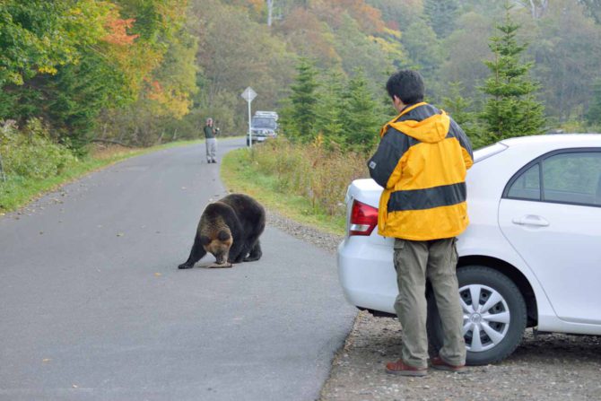 ヒグマが多い地域での注意点