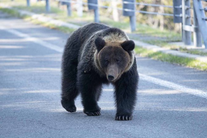 熊はなぜ人里に降りてくる？3つの理由と遭遇時の対応方法を解説